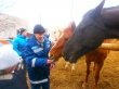 Посещение конно-спортивного клуба "Фортуна"